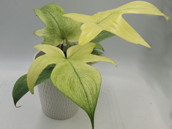 PHILODENDRON - Florida Ghost