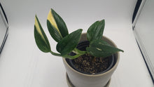 Load image into Gallery viewer, Philodendron Cobra Rare Variegated
