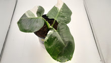 Load image into Gallery viewer, WHITE WIZARD - Philodendron
