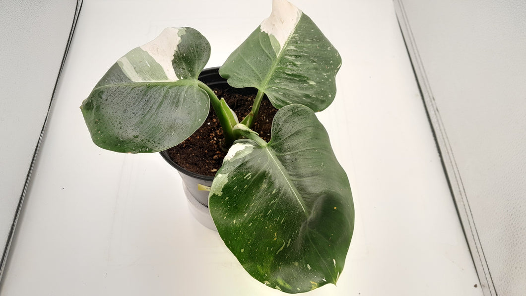 WHITE WIZARD - Philodendron