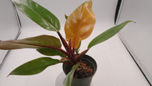 Load image into Gallery viewer, PRINCE OF ORANGE - Philodendron
