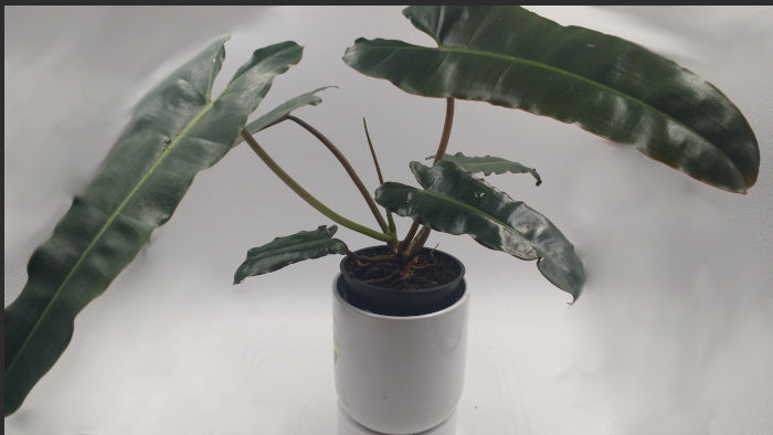 PHILODENDRON BLACK BILLIETAIE - RARE