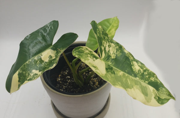 PHILODENDRON BURLE MARX - Variegated RARE