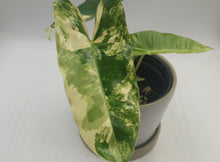 Load image into Gallery viewer, PHILODENDRON BURLE MARX - Variegated RARE
