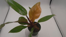 Load and play video in Gallery viewer, PRINCE OF ORANGE - Philodendron
