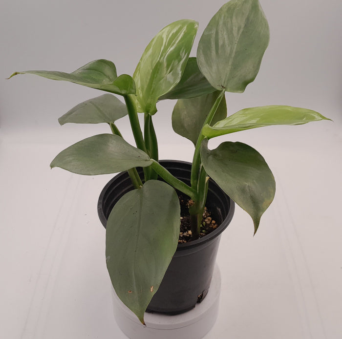 SILVER SWORD - Philodendron