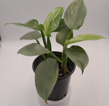 Load image into Gallery viewer, SILVER SWORD - Philodendron
