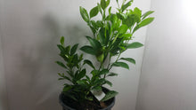 Load image into Gallery viewer, MEYERS LEMON - Dwarf Citrus grown in containers SALE
