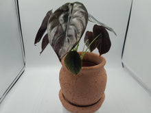 Load image into Gallery viewer, Alocasia Cuprea Red Secret - Rare Houseplant
