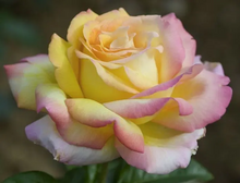 Load image into Gallery viewer, PEACE ROSE - Hybrid Tea Rose
