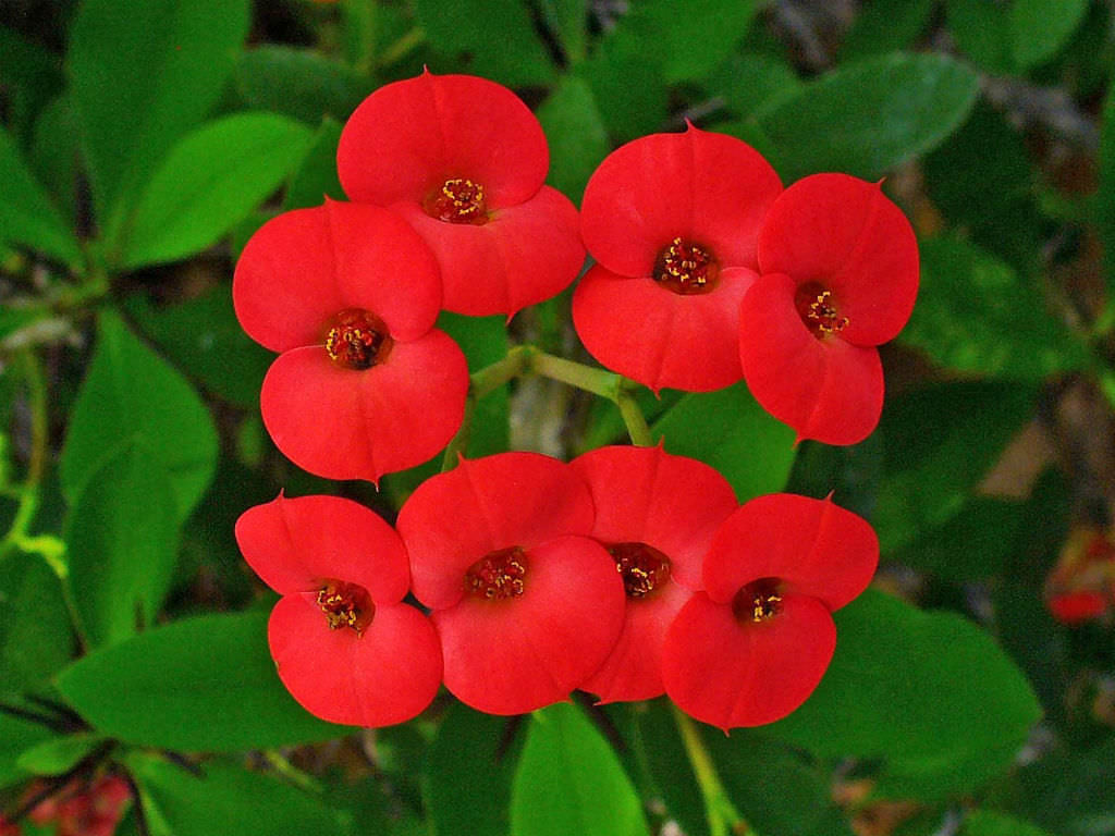 The Crown Of Thorns (Euphorbia milii) Care and Information – Crazy