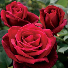 Load image into Gallery viewer, MR LINCOLN - Hybrid Tea Rose BARE ROOT ROSE
