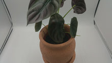 Load and play video in Gallery viewer, Alocasia Cuprea Red Secret - Rare Houseplant
