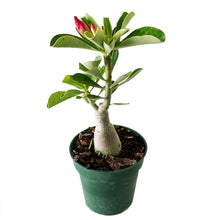 Load image into Gallery viewer, DESERT ROSE
