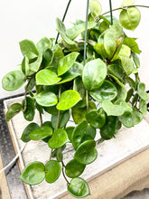 Load image into Gallery viewer, HOYA - Chelsea starter plants
