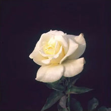 Load image into Gallery viewer, John F. Kennedy Hybrid Tea Rose

