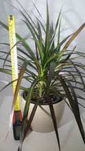 Load image into Gallery viewer, MADAGASCAR DRAGON TREE
