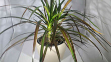 Load image into Gallery viewer, MADAGASCAR DRAGON TREE

