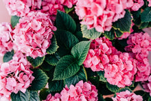 Load image into Gallery viewer, HYDRANGEA
