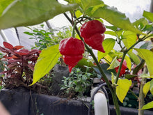 Load image into Gallery viewer, CAROLINA REAPER PEPPER PLANTS - Hottest Pepper in the World! 3 PLANTS
