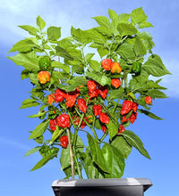 Load image into Gallery viewer, CAROLINA REAPER PEPPER PLANTS - Hottest Pepper in the World! 3 PLANTS
