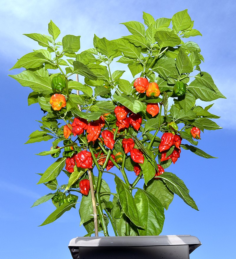 CAROLINA REAPER PEPPER PLANTS - Hottest Pepper in the World! 3 PLANTS